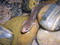 Dusky Salamander (adults)