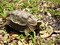 Hingeback Tortoise (4-5 inch)