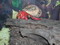 Strawberry Hermit Crab (med/lg)