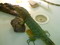 Caiman Lizard (c.b. big-babies)