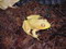 Albino Bull Frog (sm/med)