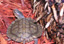 CA Ornate Wood Turtle  (c.b babies)