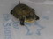 Chinese Box Turtle (c.b. babies)