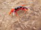 Halloween Moon Crab (med/lg) "on sale"