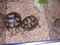 Leopard Tortoises (c.b. babies)