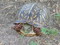 Ornate Box Turtle (w.c. adults)