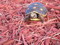 Red Foot Tortoises (c.b. babies)