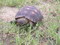 Red Foot Tortoise (4-5 inches)