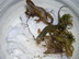 Eastern Spotted  Newts (adults)