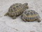 Russian Tortoise (3-4 inches)