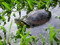 Asian Box Turtle (w.c. adults)
