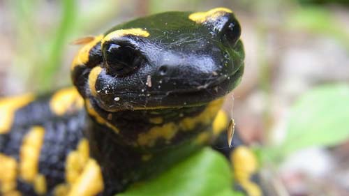 Salamanders from ReptileCity.com