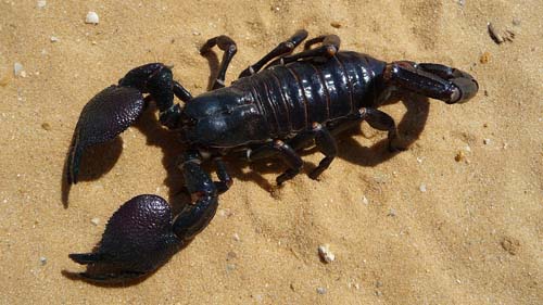 Scorpions from ReptileCity.com