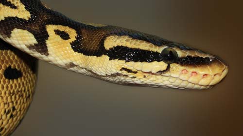 Snakes from ReptileCity.com